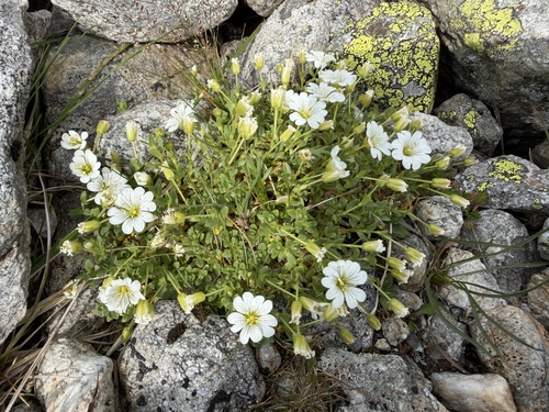 Cerastium uniflorum, photograph 2