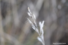 Helictochloa bromoides