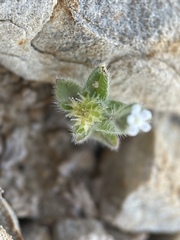 Lappula occidentalis occidentalis