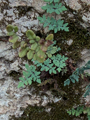 Argyrochosma dealbata observed 2026-08-01