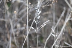 Helictochloa bromoides