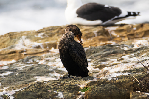 iNaturalist image