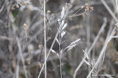 Helictochloa bromoides