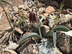 Fritillaria glauca