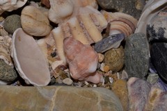 Chicoreus denudatus