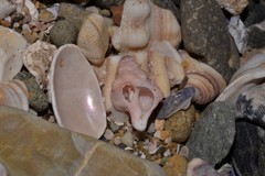 Chicoreus denudatus