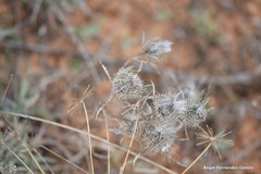 Atractylis cancellata