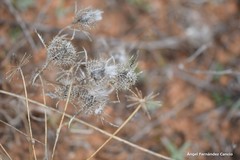 Atractylis cancellata