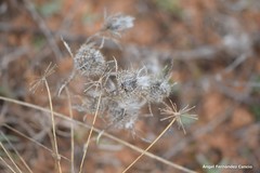 Atractylis cancellata