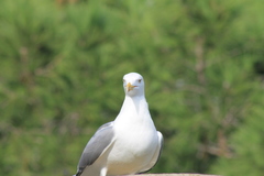 Larus