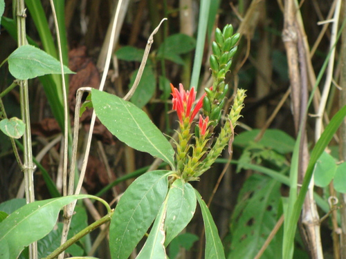 Aphelandra scabra, photograph 2