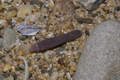 Phyllacanthus parvispinus