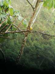 Myiozetetes granadensis occidentalis