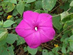 Ipomoea dumosa, photograph (c) Alexis López Hernández, some rights reserved (CC BY)