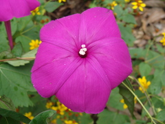 Ipomoea dumosa, photograph (c) Alexis López Hernández, some rights reserved (CC BY)