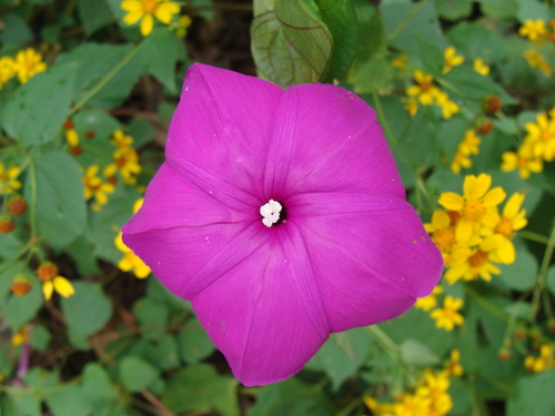 Ipomoea dumosa