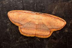 Drapetodes mitaria