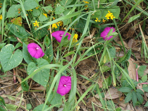Ipomoea dumosa, photograph 5