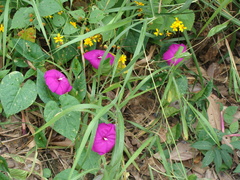 Ipomoea dumosa, photograph (c) Alexis López Hernández, some rights reserved (CC BY)