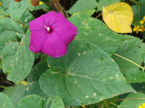 Ipomoea dumosa, photograph 4