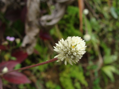 Alternanthera brasiliana, photograph 2
