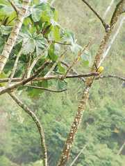 Myiozetetes granadensis occidentalis