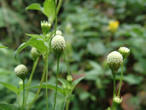 Acmella radicans, photograph 2