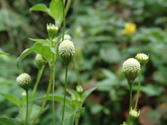 Acmella radicans, photograph (c) Alexis López Hernández, some rights reserved (CC BY)