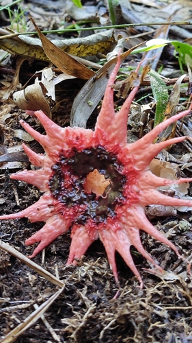 anemone stinkhorn fungus