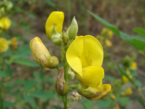 Crotalaria micans, photograph 4