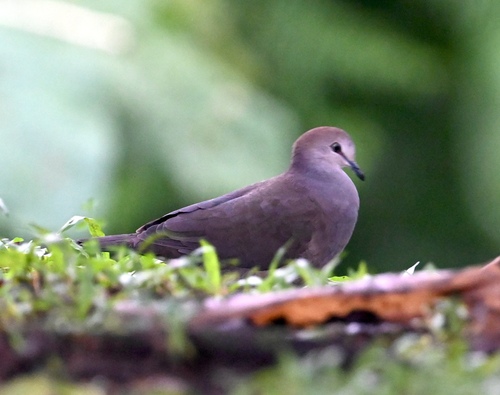 Grey-chested Dove (Leptotila cassinii), photo 7