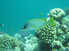 Plectorhinchus gaterinus