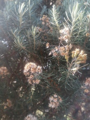 Linochilus rosmarinifolius