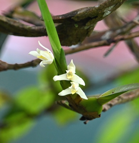 Nidema boothii