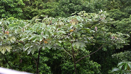 Cecropia insignis