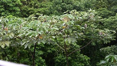 Cecropia insignis