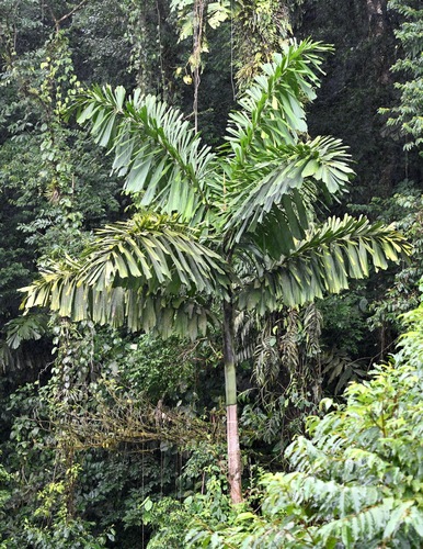 Iriartea deltoidea