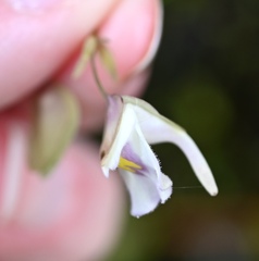 Utricularia jamesoniana, photograph (c) Amber M. King, some rights reserved (CC BY)