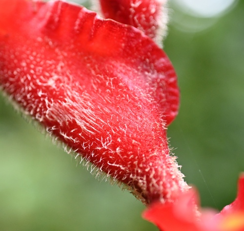 Heliconia irrasa, photograph 2