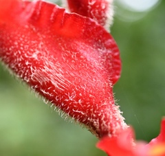 Heliconia irrasa, photograph (c) Amber M. King, some rights reserved (CC BY)