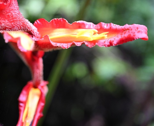 Heliconia irrasa, photograph 1