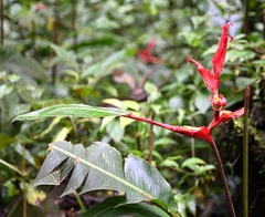 Heliconia irrasa