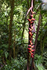 Heliconia pogonantha