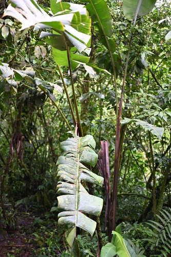 Heliconia pogonantha, photograph 2
