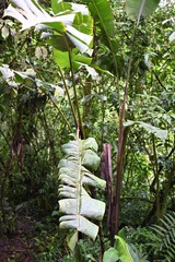 Heliconia pogonantha, photograph (c) Amber M. King, some rights reserved (CC BY)