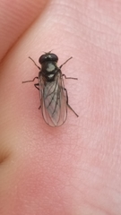 Diptera