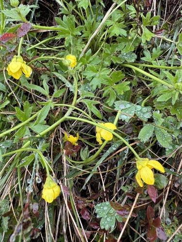 Ranunculus occidentalis