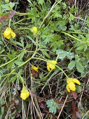 Ranunculus occidentalis