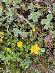 Ranunculus occidentalis, photograph (c) chrischalfant, some rights reserved (CC BY)