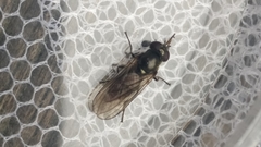 Diptera
